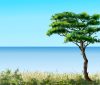 Einsamer Baum am Strand